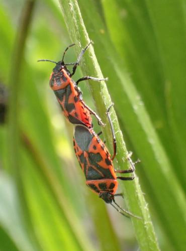 Eurydema ventralis